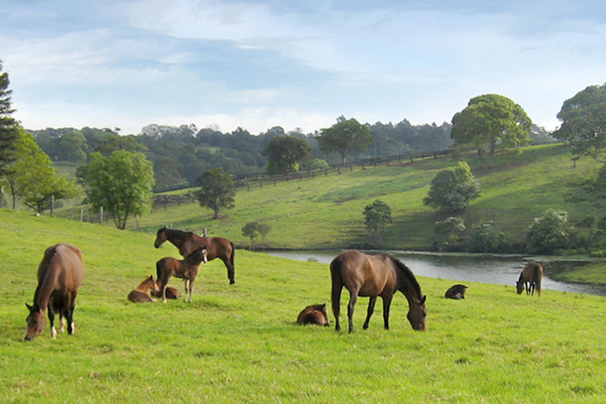 Maleny Realty Real Estate Maleny Land Maleny For Sale Maleny > Home